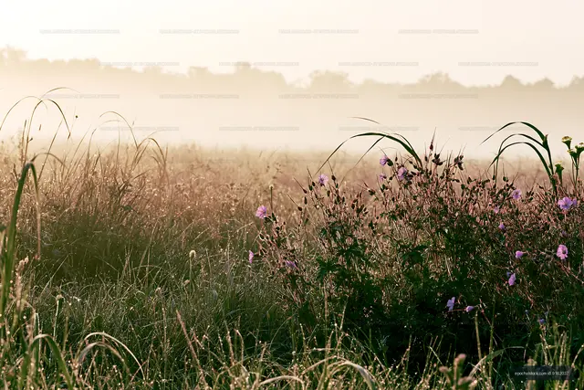 Morning fog over a meadow with wildflowers at sunrise