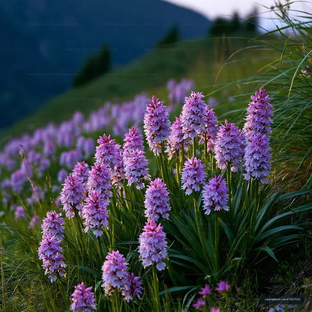 Purple flowers blooming in a mountain field at sunset