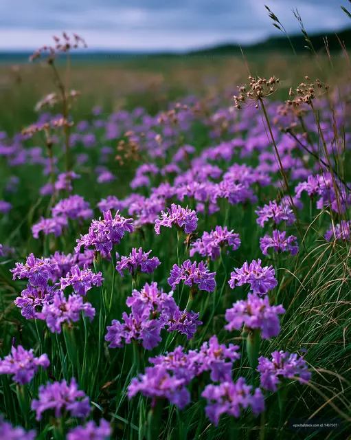 Purple wildflowers bloom in an open field under cloudy sky