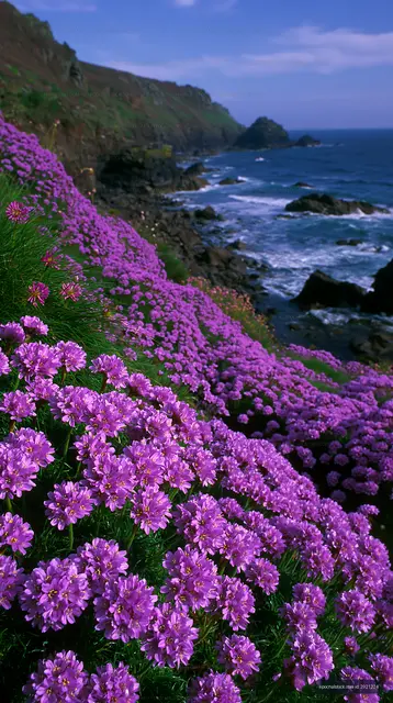 Violet flowers along a rocky coastline by the ocean