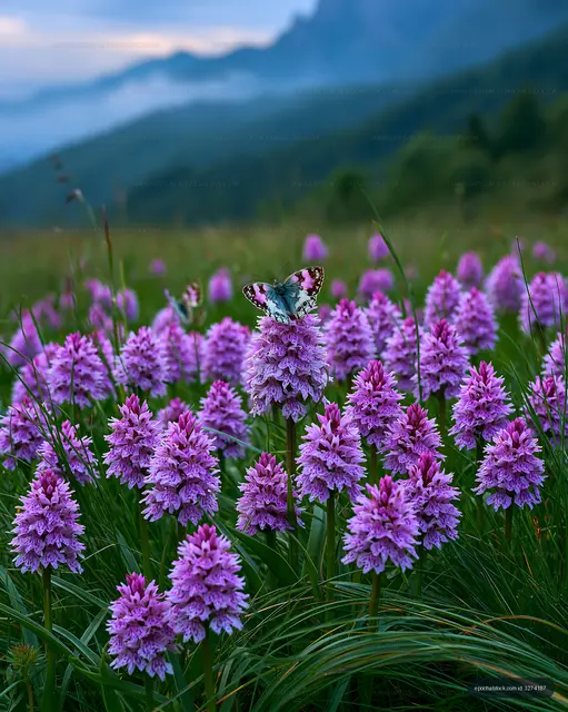 Butterfly resting on purple flowers in a meadow