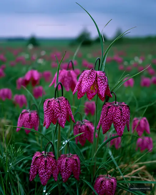 Purple flowers bloom in a green field under cloudy sky