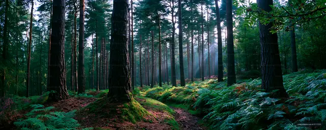 Sunlight filters through trees in a green forest