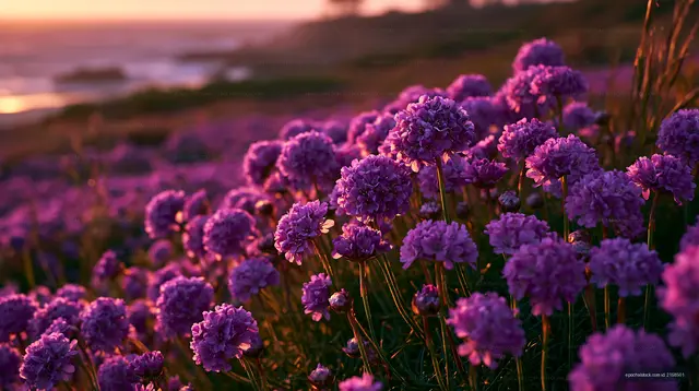 Purple flowers bloom by the ocean during sunset