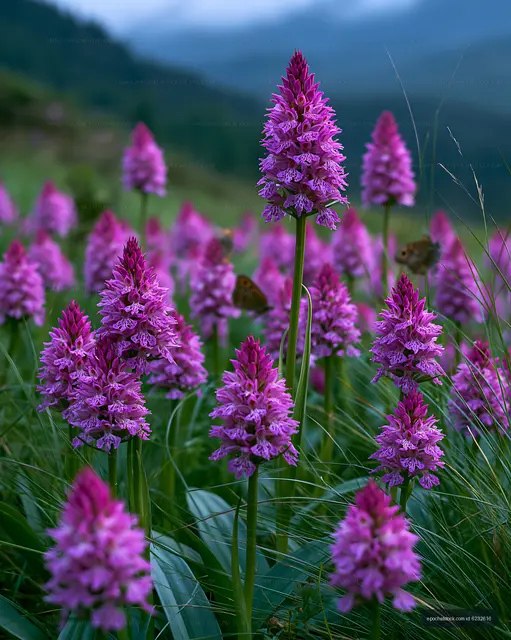 Purple flowers bloom in a meadow during early morning hours