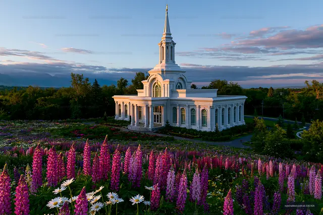 Colorful flowers near a white building under a blue sky