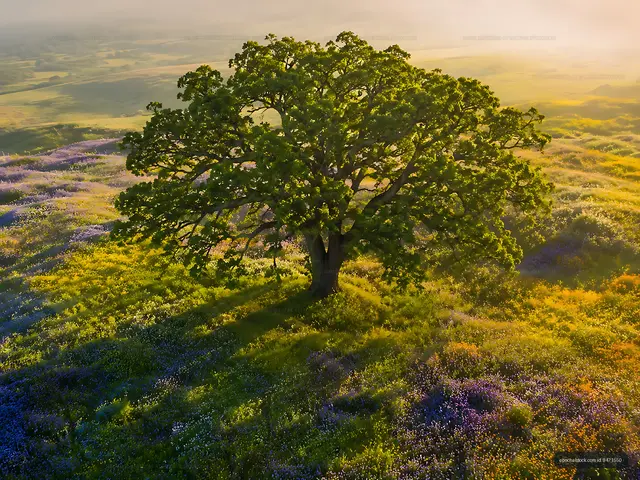 Lone tree surrounded by colorful wildflowers in sunlight