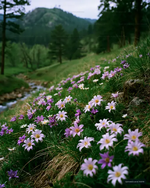 Wildflowers blooming by a stream in a green valley