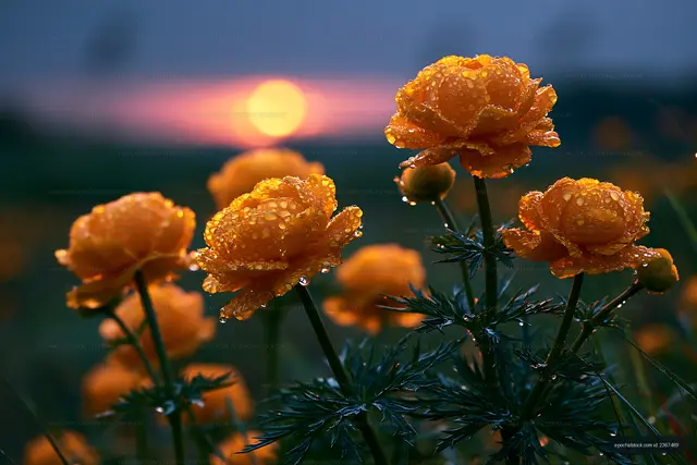 Orange flowers with dew at sunset in a field