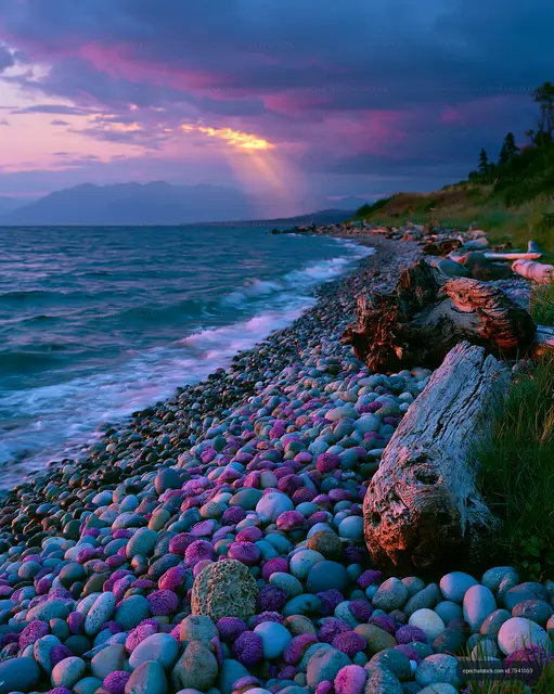 Colorful sunset over a pebble beach with driftwood