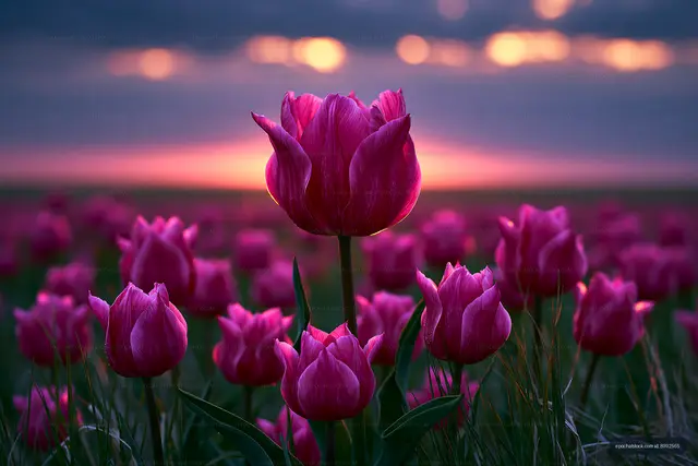 Magenta tulip flower field with glowing sunset