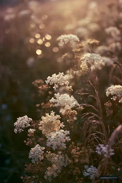 Wildflowers blooming under soft sunlight in a field
