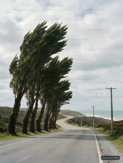 Coastal road framed by poplar trees and ocean views