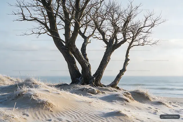Snow-covered coastal dunes with windblown trees