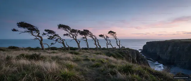 Windblown trees overlooking a rocky sea coast