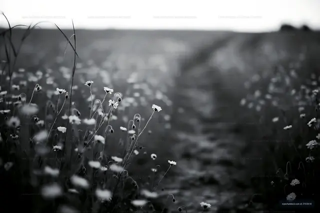 Field of wildflowers along a path in black and white
