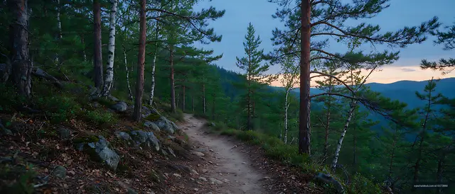 Mountain Trail Through Pine Forest with Distant Hills