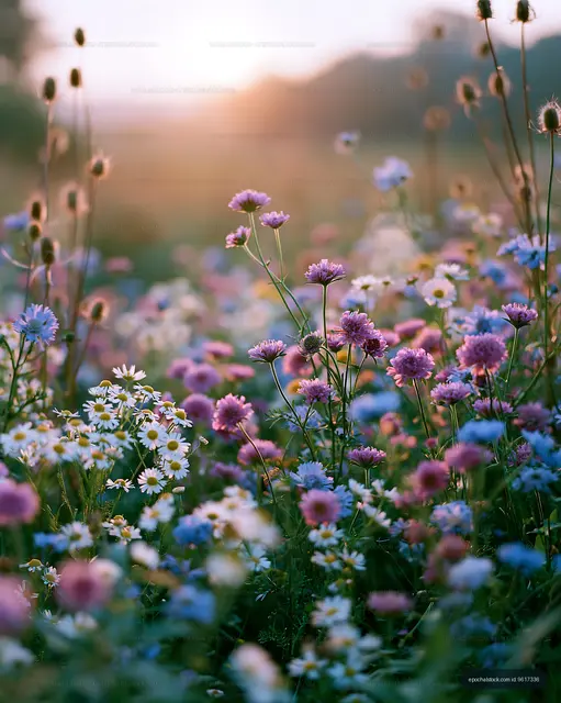 Colorful wildflowers blooming in a field during sunset