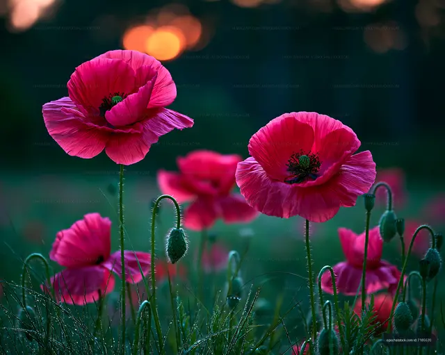 Poppies blooming in a field during sunset