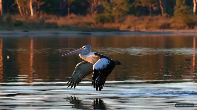 Australian Pelican Gliding Across Coastal Lagoon