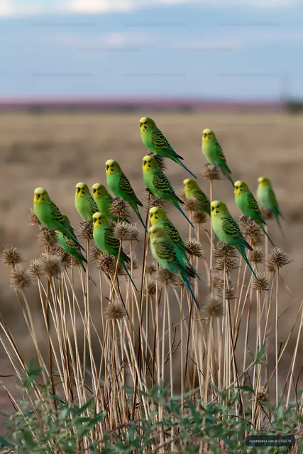 Colorful budgerigars perched among desert plants