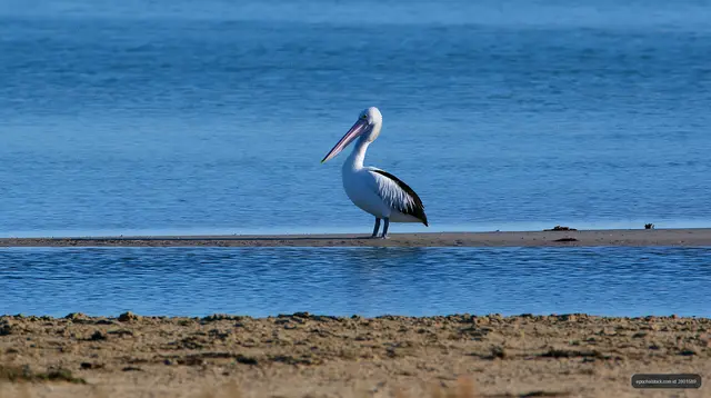 Australian pelican beside blue coastal lagoon water