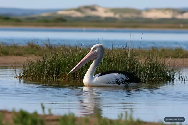 Pelican swimming beside coastal lagoon reeds