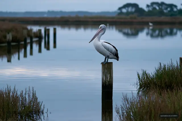 Australian pelican above a quiet coastal wetland