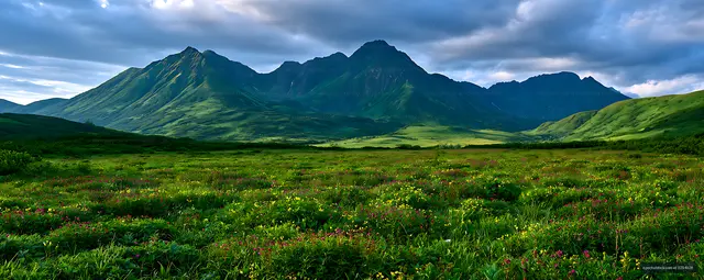 Panoramic Mountain Valley with Colorful Wildflowers