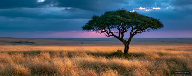 Lone tree and golden grass beneath a dramatic evening sky