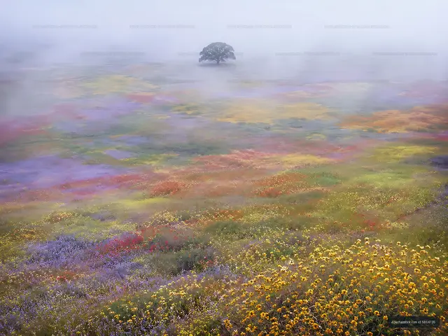 Vast field of wildflowers with a single tree in fog