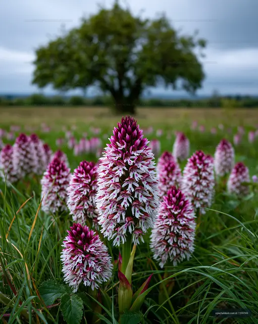 Pink and White Meadow Flowers with Soft Landscape Background