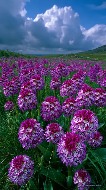 Spotted purple orchid meadow with a dramatic cloudy sky