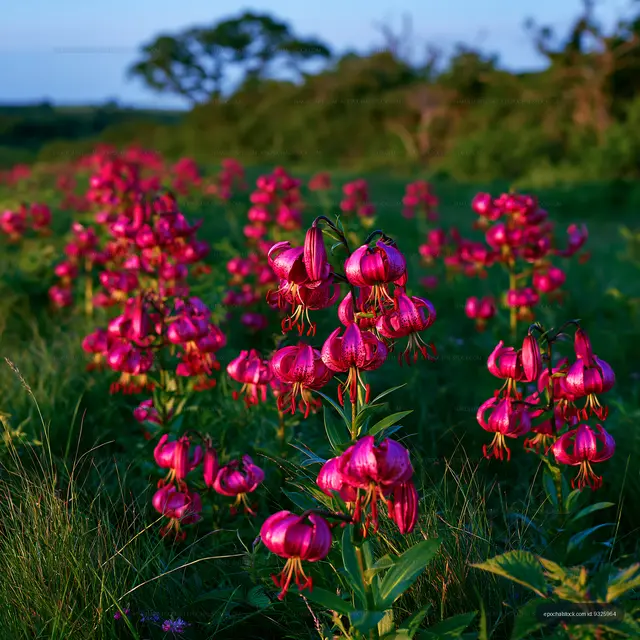 Vivid pink Turk's cap lilies in a summer meadow