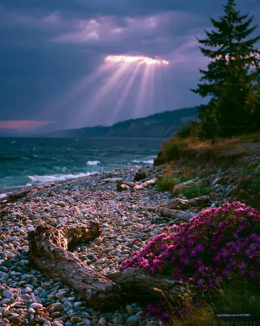 Purple Wildflowers Along a Pebble Shore