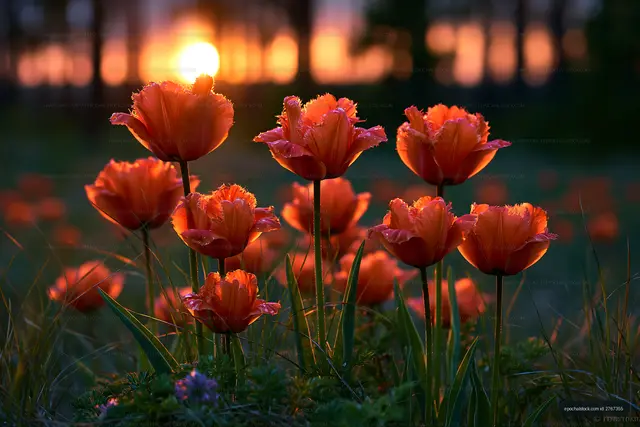 Fringed orange tulips at sunset