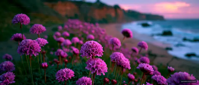 Vibrant flowers blooming along the beach at sunset
