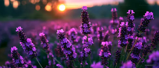 Lavender field at sunset with vibrant purple flowers