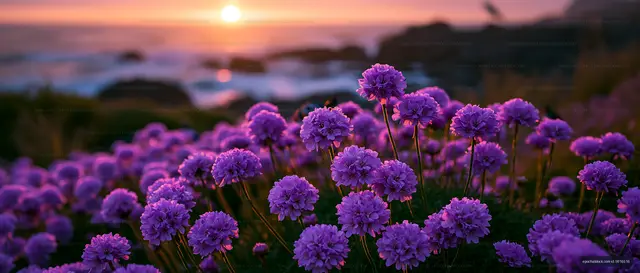 Colorful flowers in bloom near the ocean at sunset