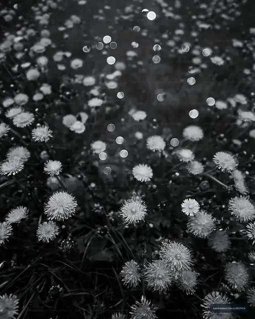 Dandelion field with bokeh effects in black and white
